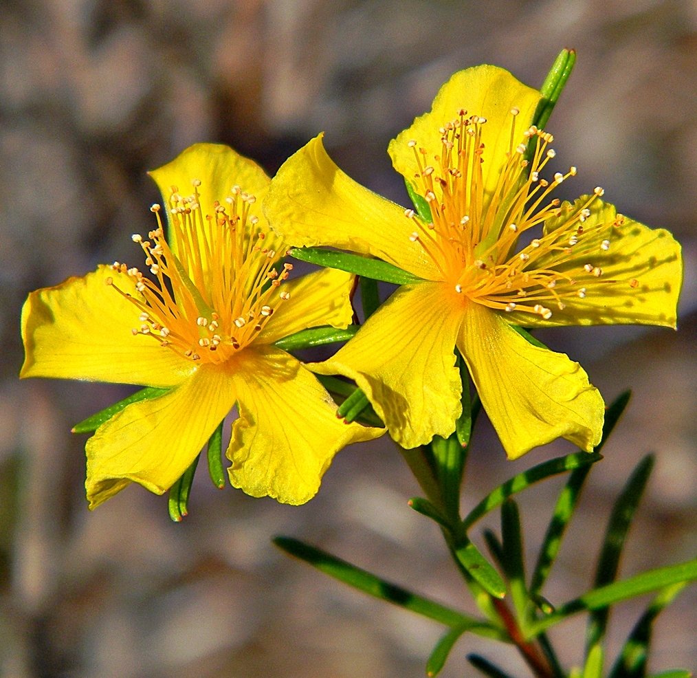 Are St John's Wort Berries Edible? A Closer Look at This Medicinal Plant