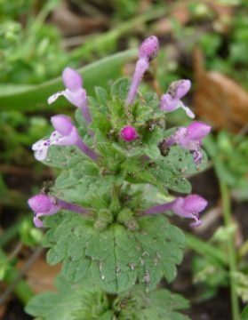 Look Down: Henbit and Chickweed - Susan Wittig Albert